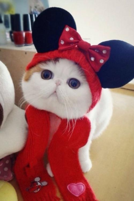 Minnie Mouse Katze - Win Bild