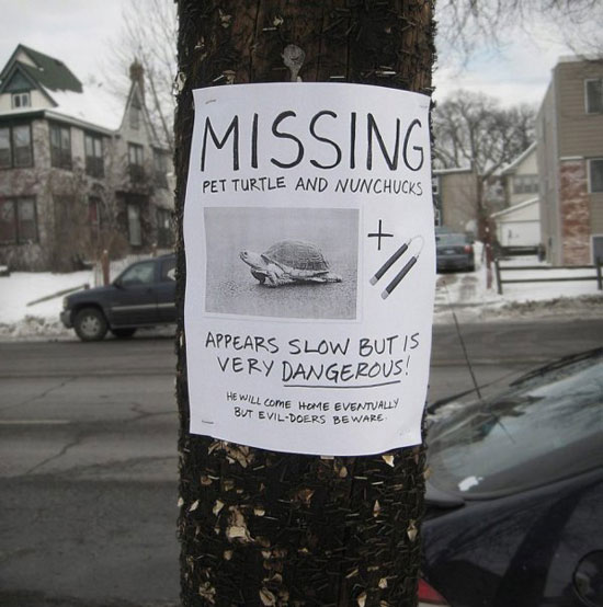 missing turtle