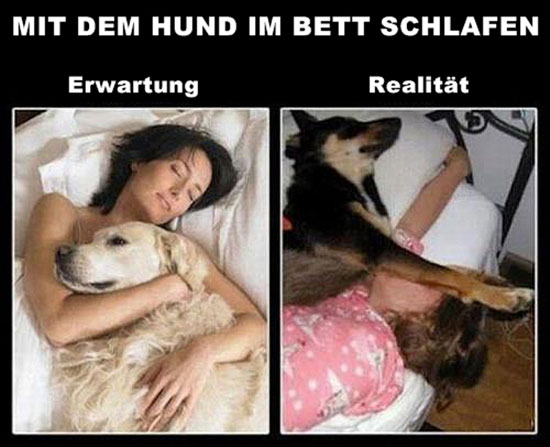 Mit dem Hund im Bett...