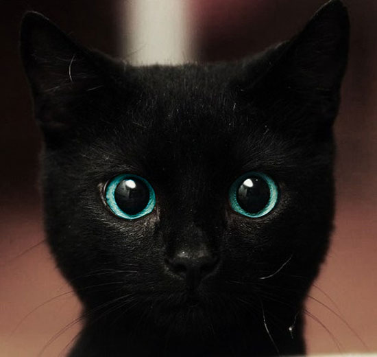 Was guckst du so unheimlich - Katze