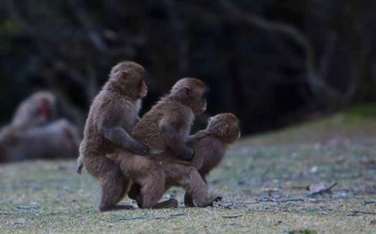 monkey train