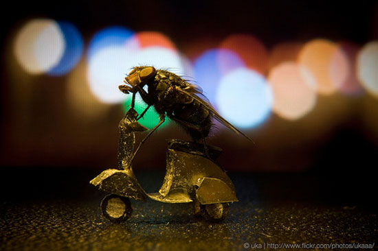 mopedfliege