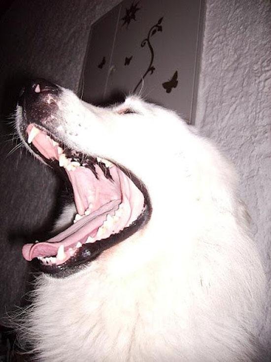 Morgaehhn