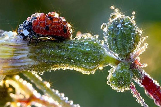 morning dew