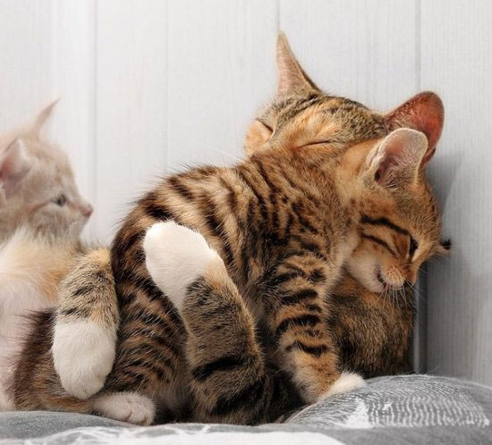 ich hab dich Lieb :)