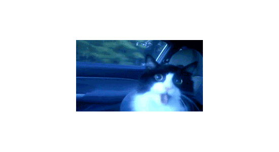 Muahahaha die Katze... wie geil