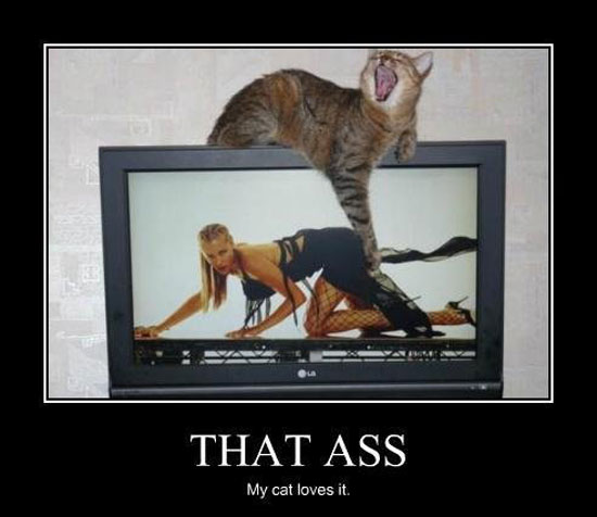 my cat loves it