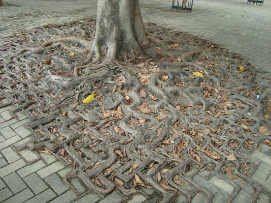 NatureArt incredible
