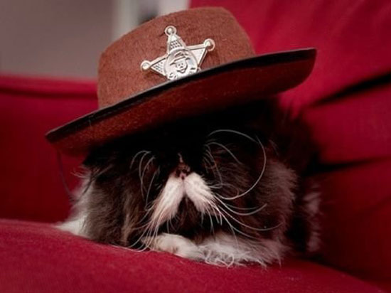 new sheriff in town