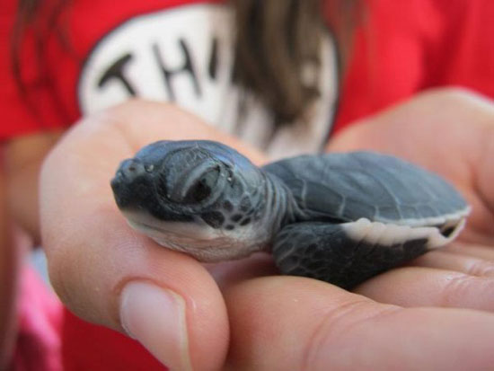newborn sea turtle