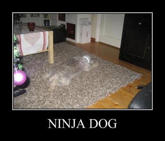 Ninja dog