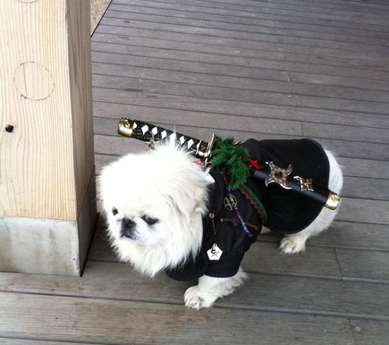 ninja puppy