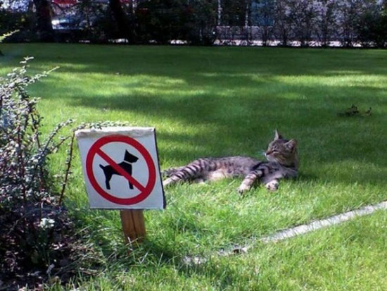 no dogs allowed