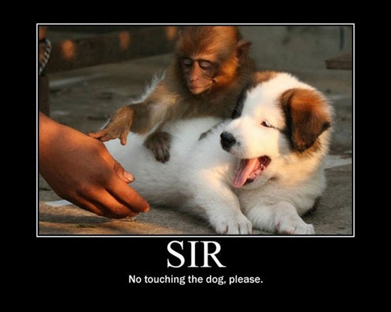 No Touching The Dog Please