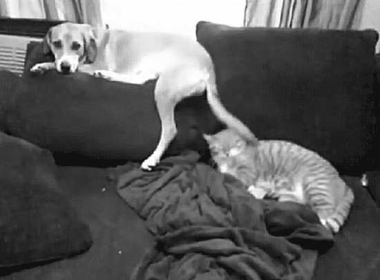 noob Hund neppt Katze GIF
