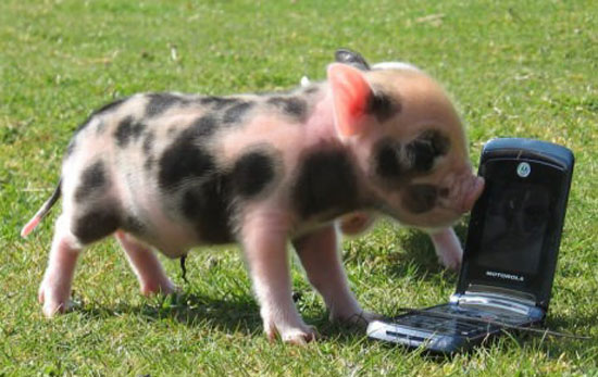 Oink Oink