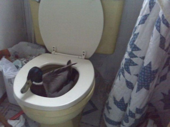 original-wc-ente
