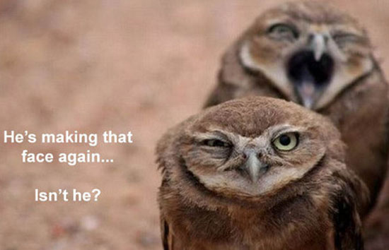 owl humor