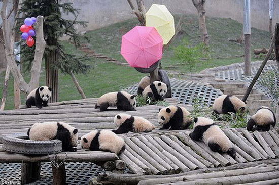 PandaBär