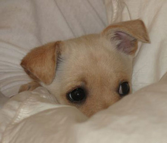 peekaboo