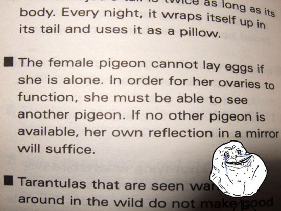 Pigeons Natures forever alone