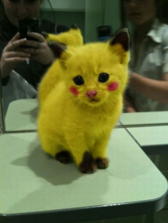 pikachu cat