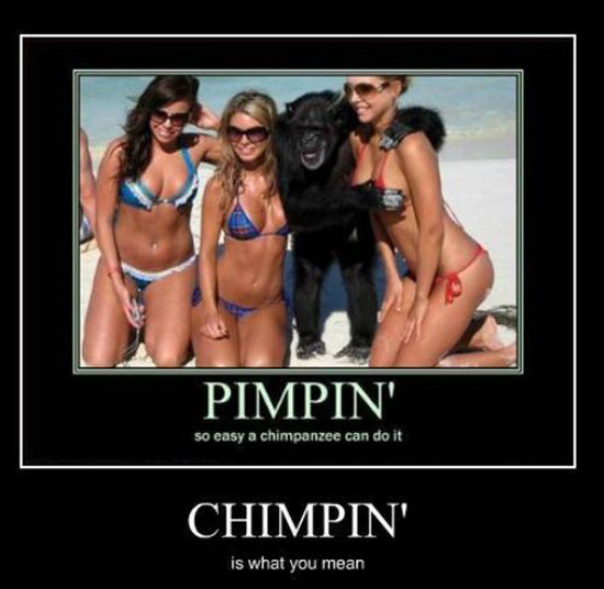 pimpin chimpin 4121
