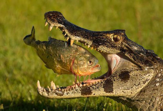 piranha vs alligator