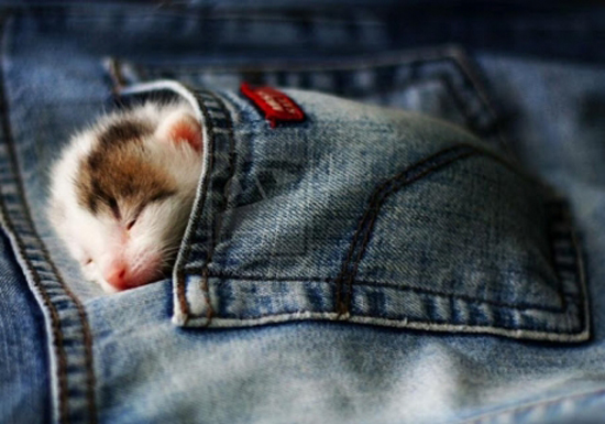 Tierisch suess