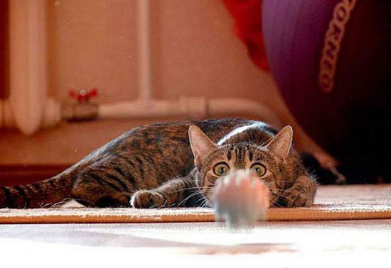 playing cat