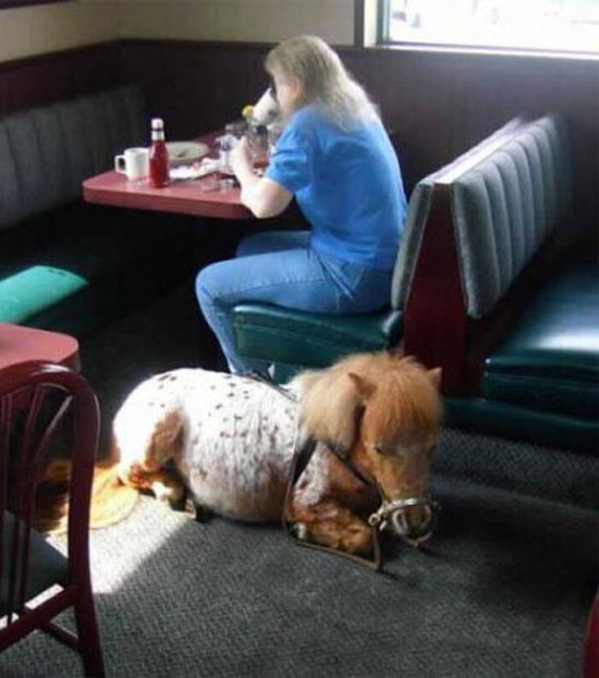 pony-muss-warten