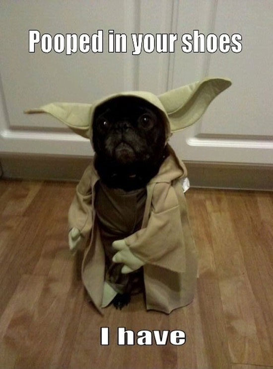 pooped in your shoes