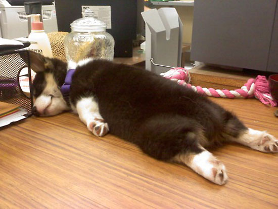 pooped pup
