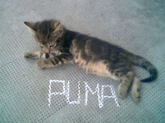 puma