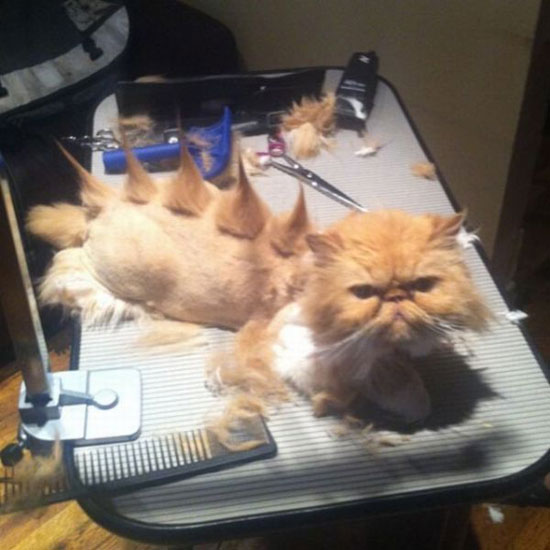 punk cat