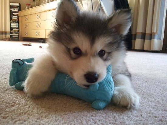 puppy eyes
