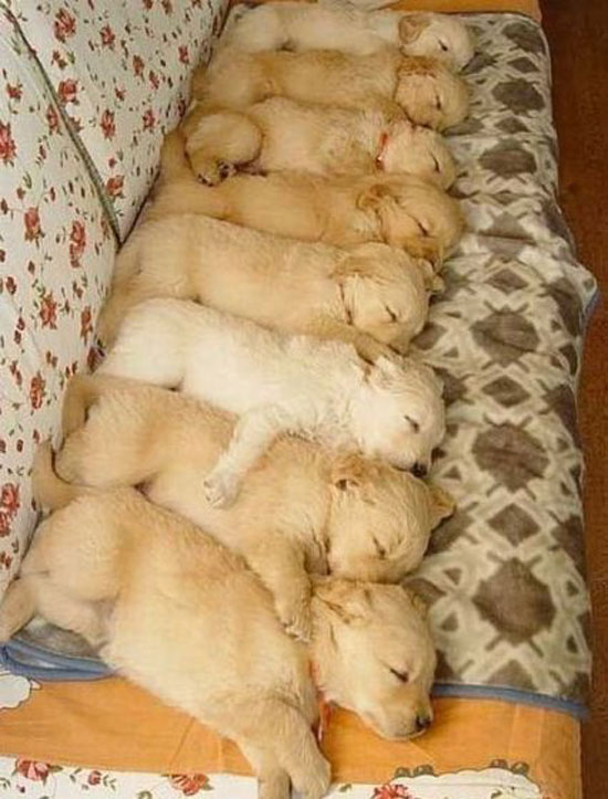 puppy stack
