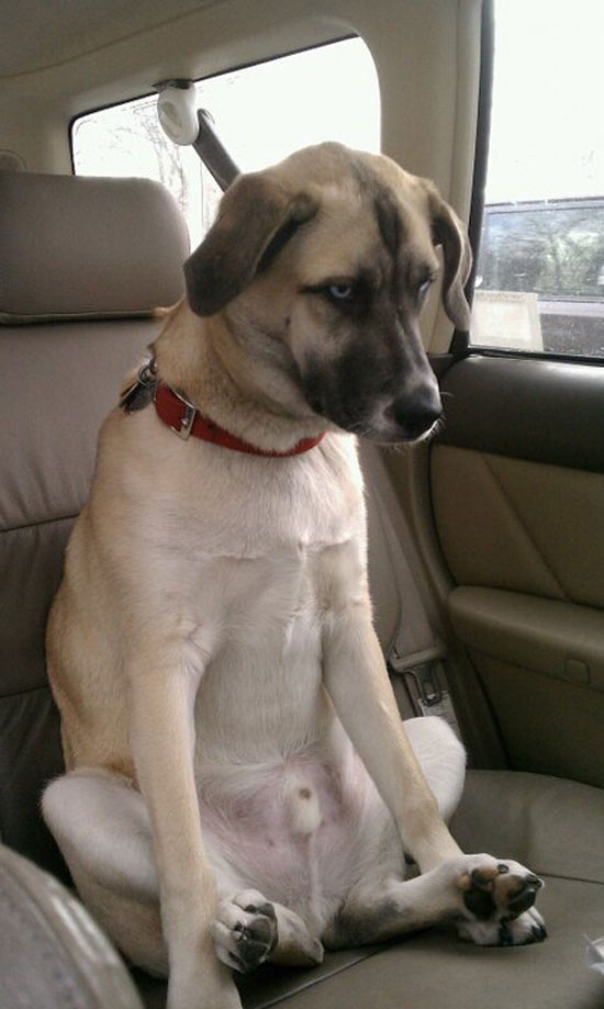 yeahh sir dog