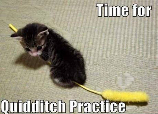 Quidditch Cat