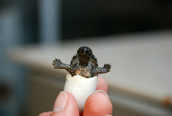 Supersüsse Schildkröte