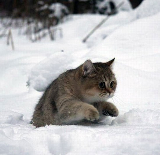 katzenparty im schnee