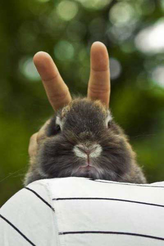 rabbit ears