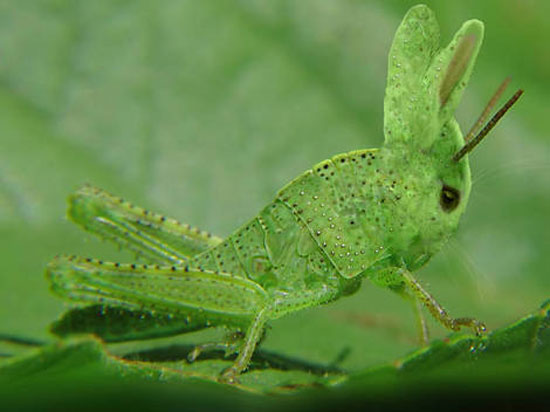 Rabbit Grasshoper Mutant-01611-nevit