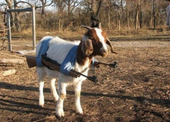 rambo