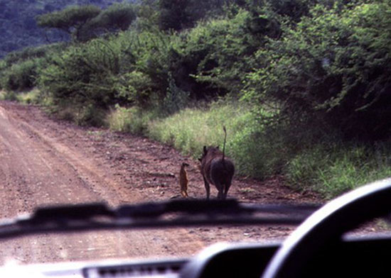 real hakuna matata
