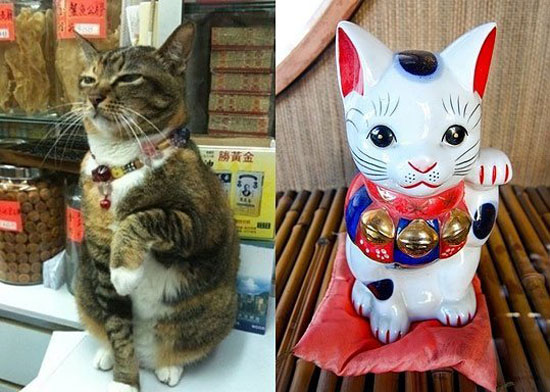 real life welcome cat