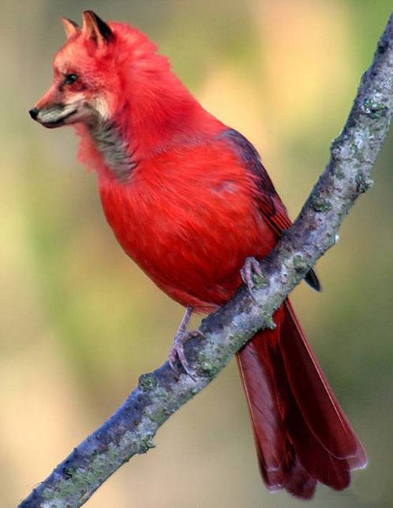 red-wolf-bird