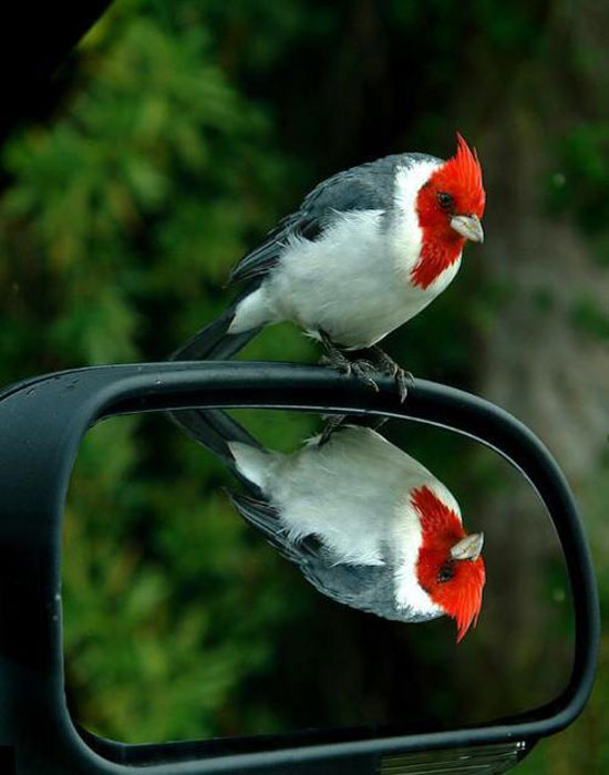 RedHeat Bird