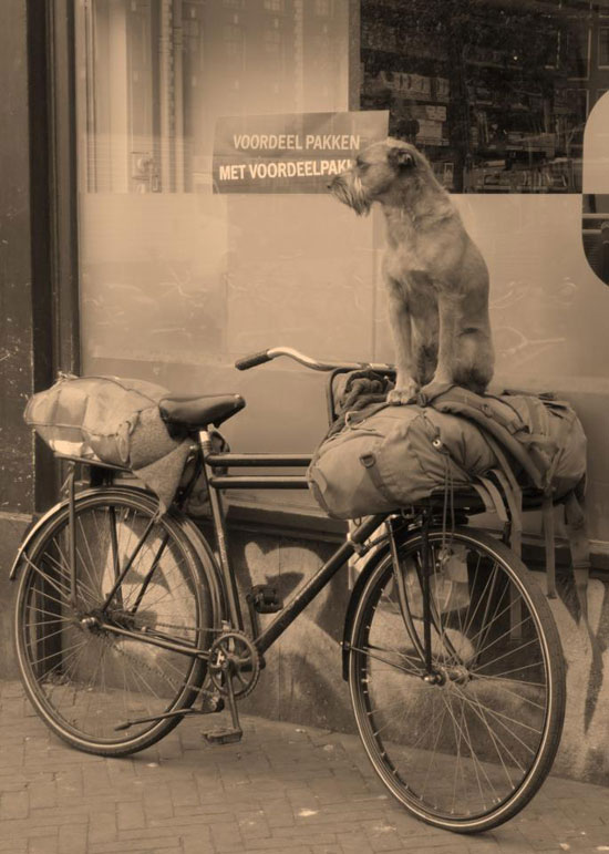 ReiseDog