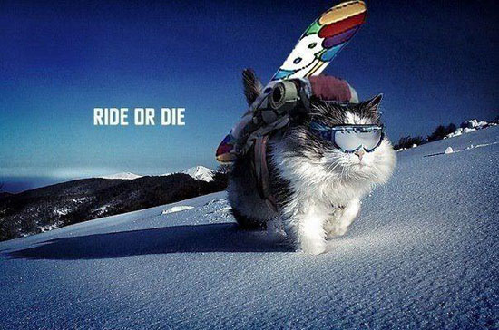 Ride or die